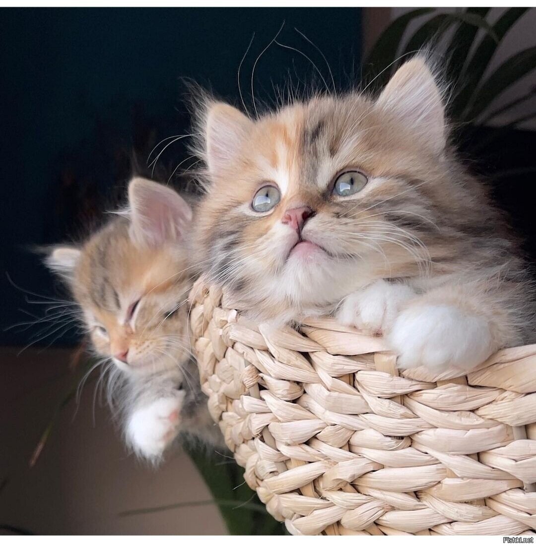 Доброе утро ) Уютных выходных