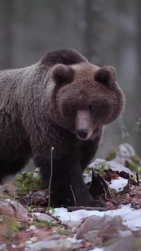 Красивый и невероятно грозный Миша
