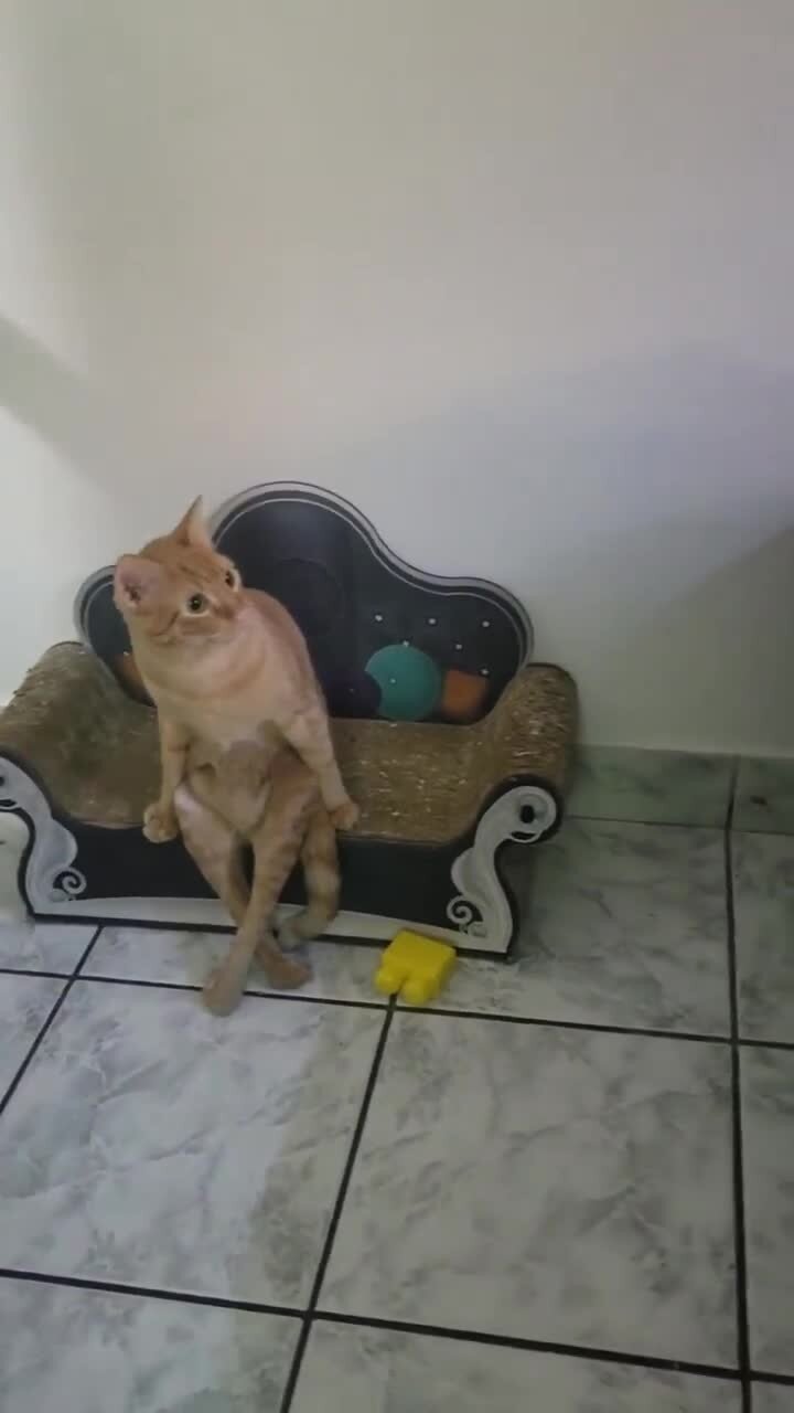 Что то раскричались хозяева