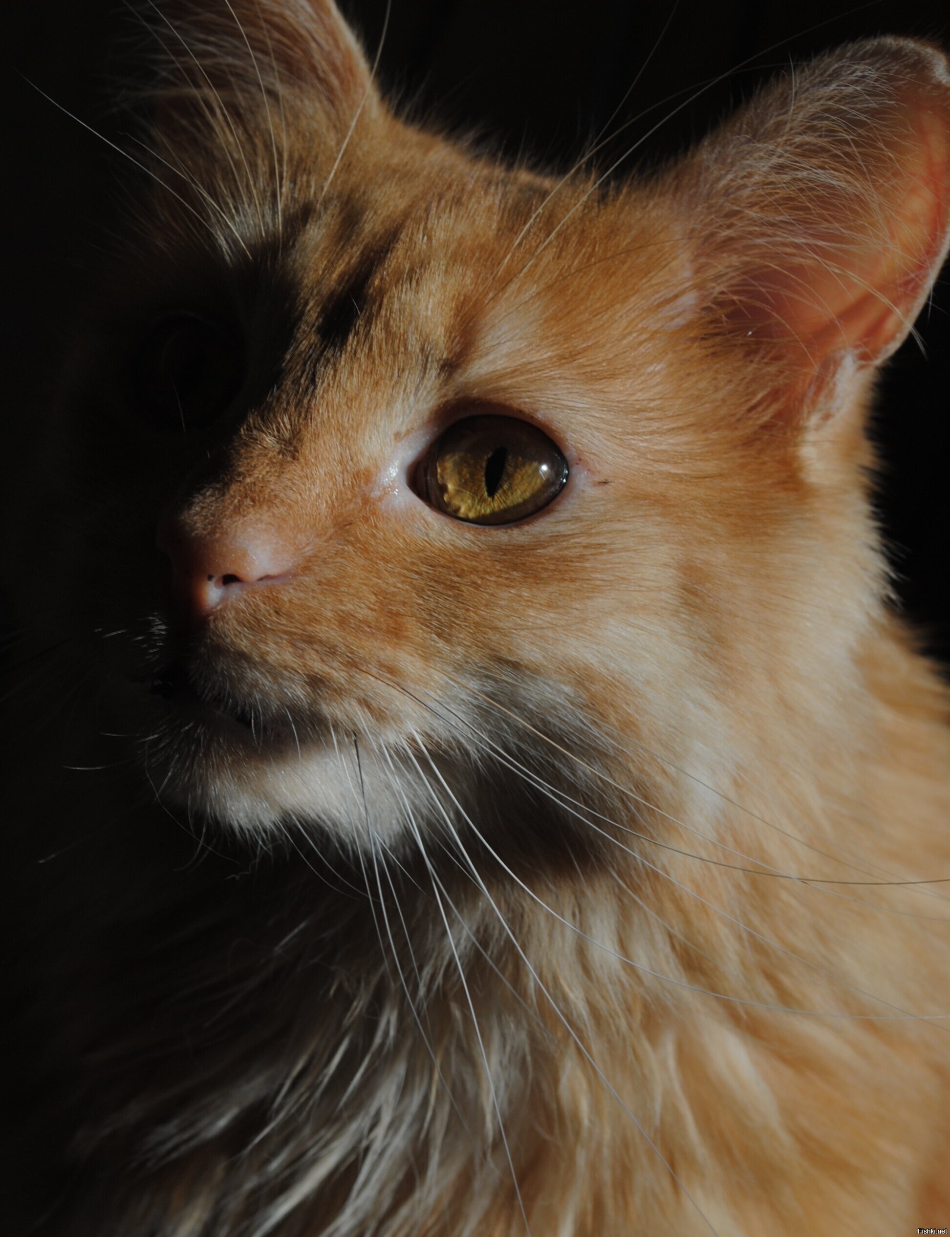 The lunatic is in my head