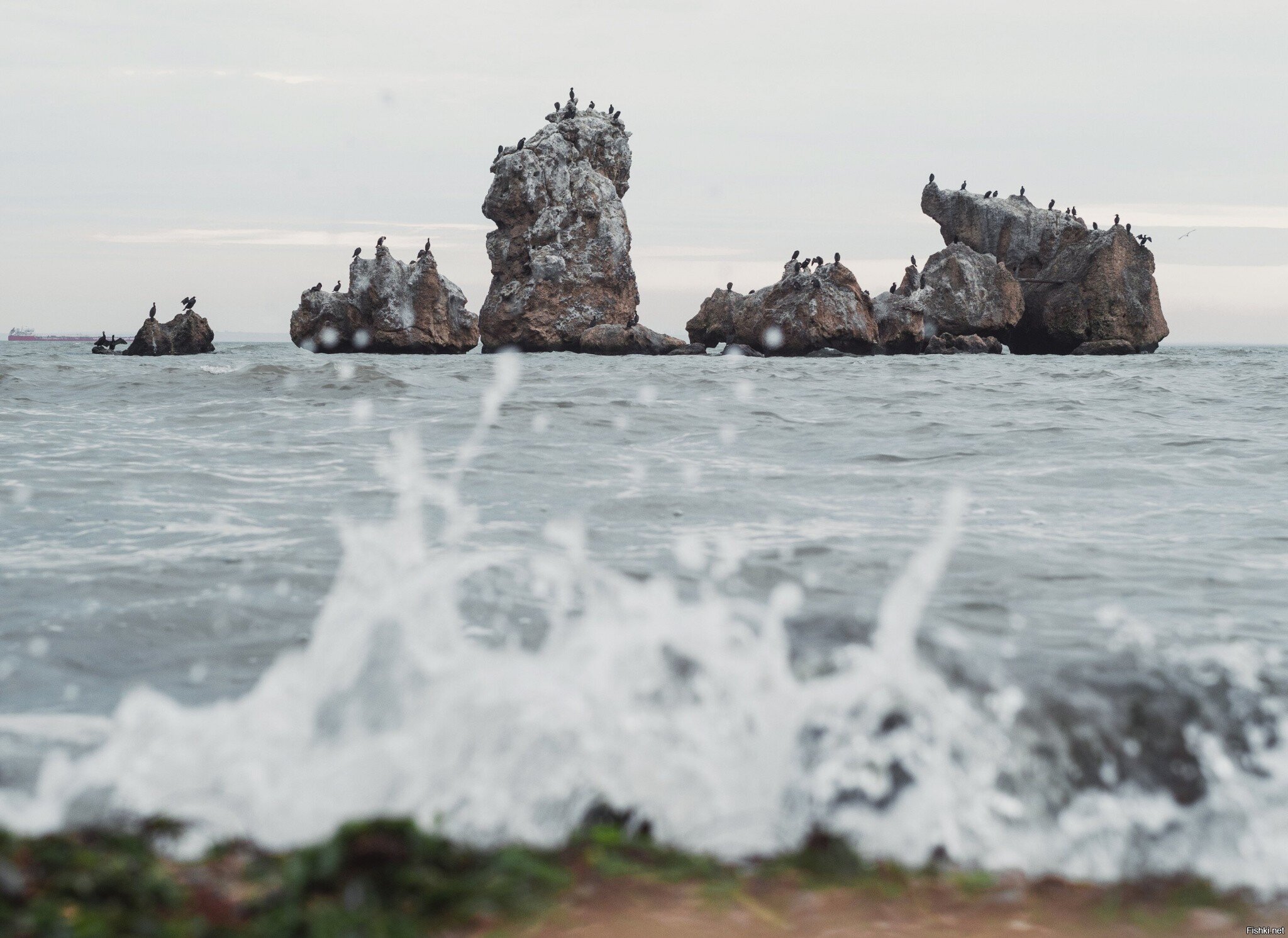 Бакланы, керченский пролив