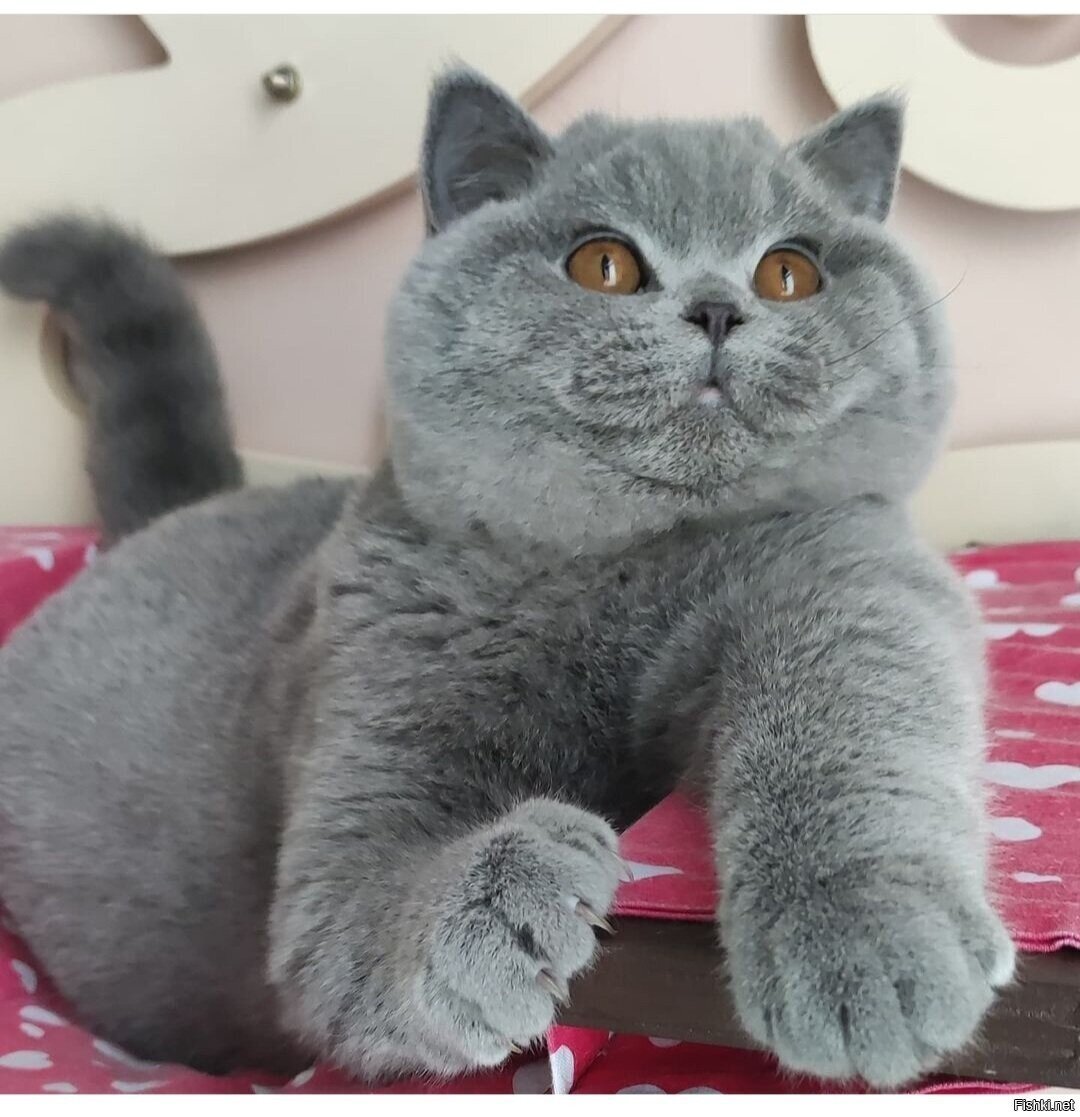 Доброе утро