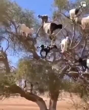 Козы в Марокко