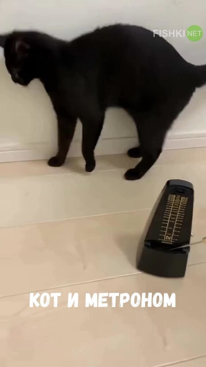 Реакция кота на метроном