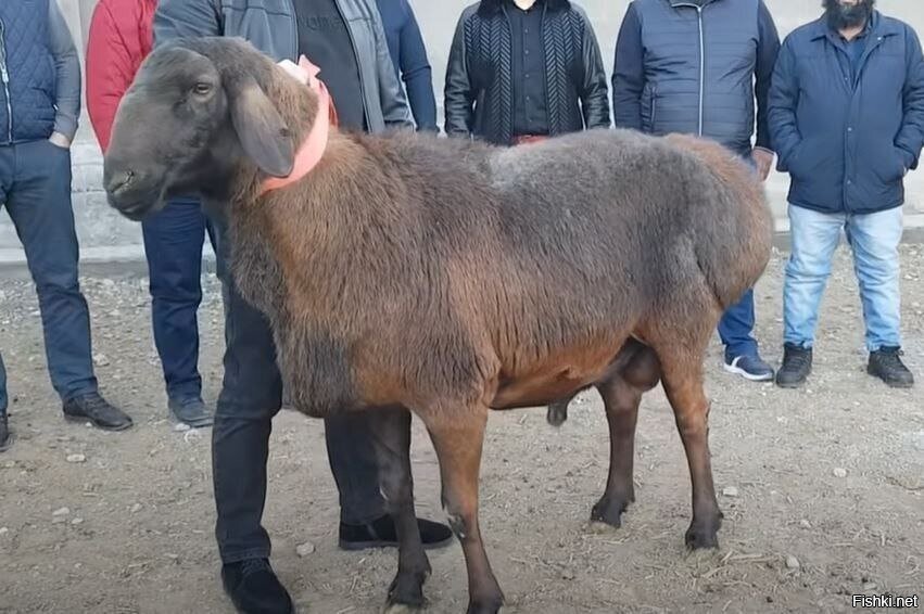 Пока некоторые гонятся за биткоинами и акциями, в Казахстане неплохие деньги ...