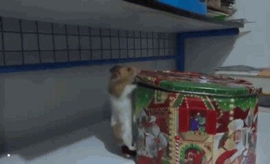 Печеньку очень хочется