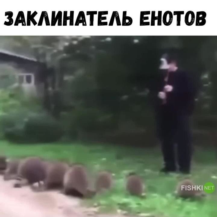 Повелитель енотов