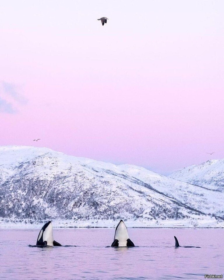 - Птицы летят, скоро лето