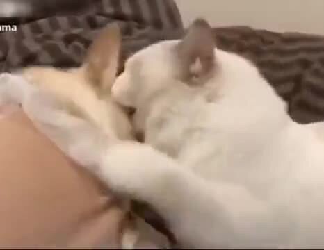 Запрещенное оружие)