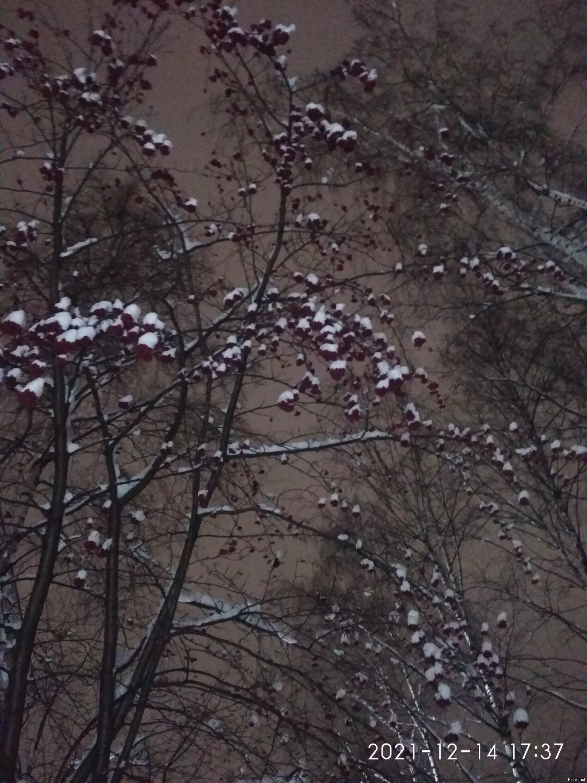 Рябинушка хороша в любое время года