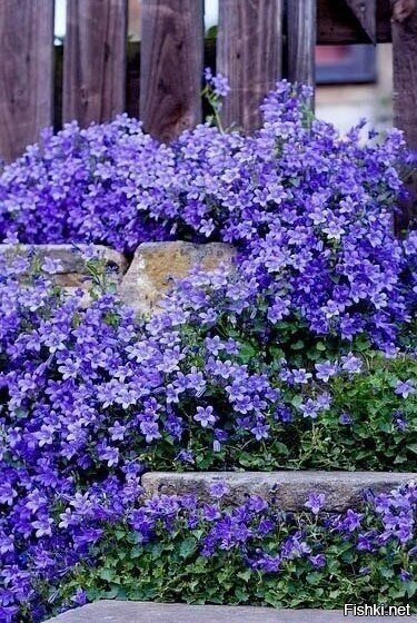 Дерево, камень и цветы