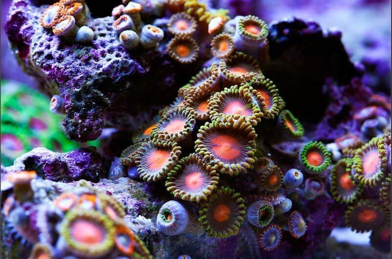 Московскую семью чуть не убили кораллы из домашнего аквариума