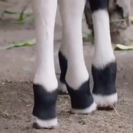 Окапи — внешне напоминает лошадь, частично имеет окрас зебры, а его ближайшим...