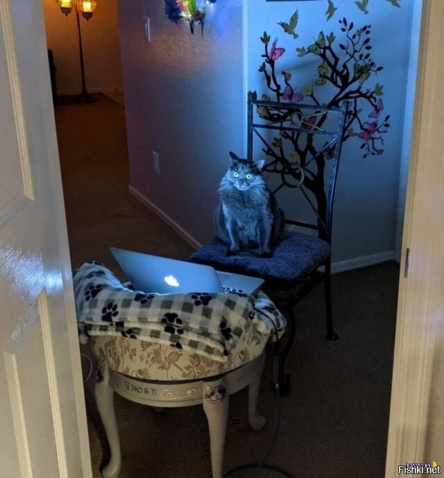 ...и днём и ночью кот учёный