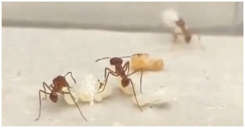Насколько большими могут быть муравьиные королевы
