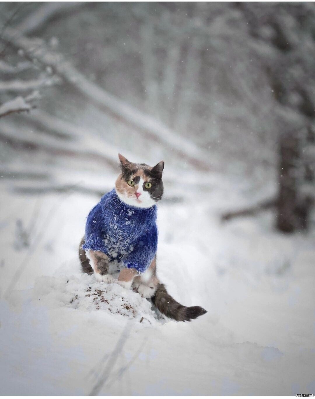 Солянка