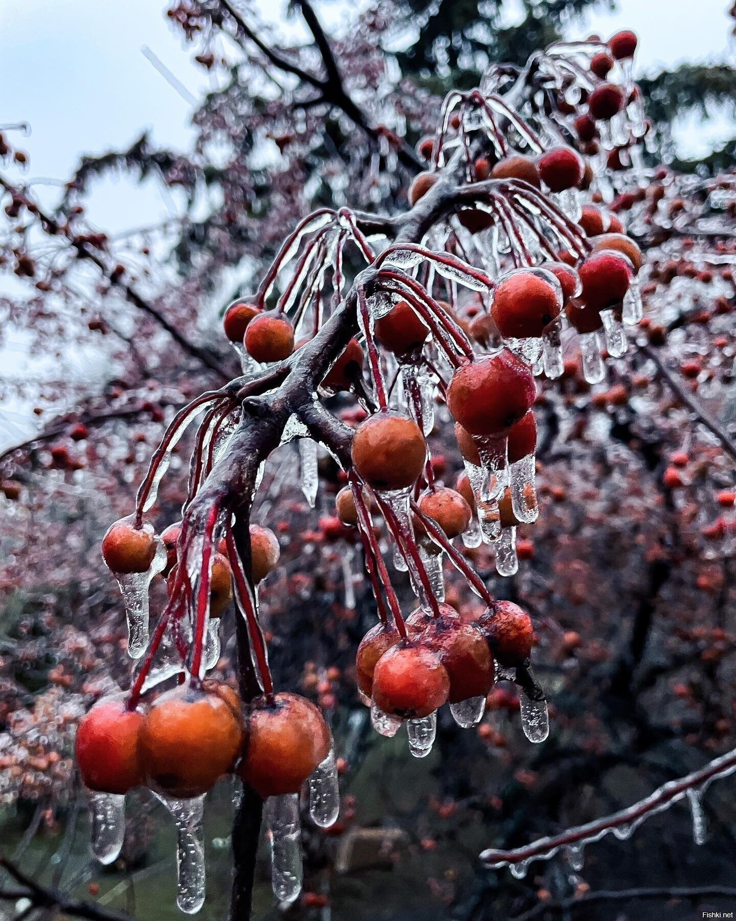 Солянка