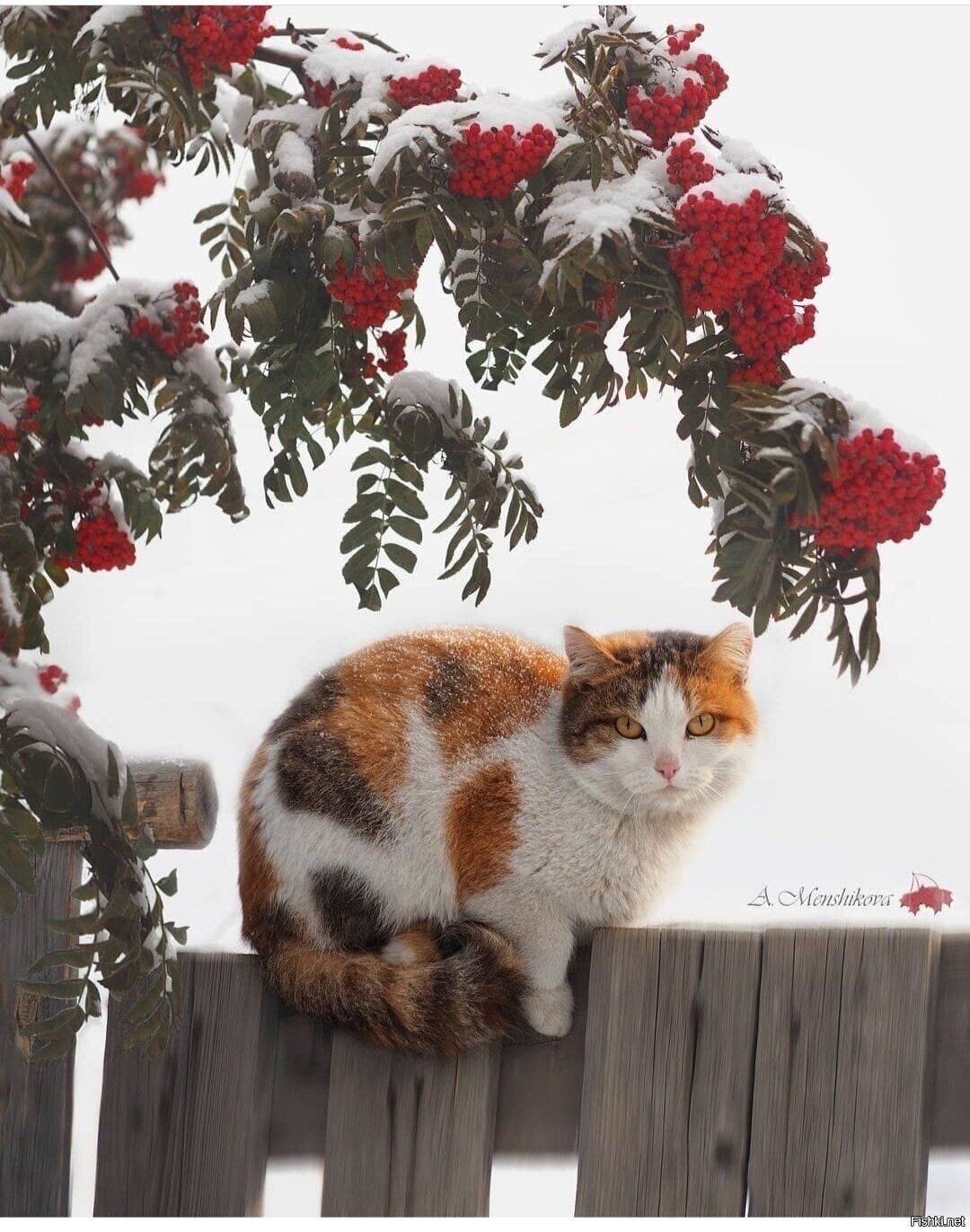 Солянка