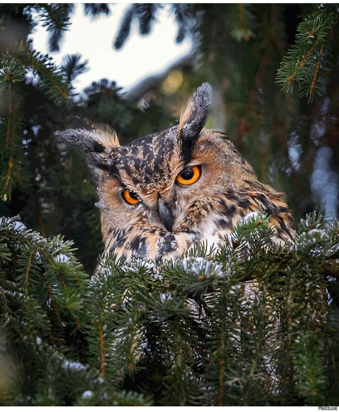 Солянка