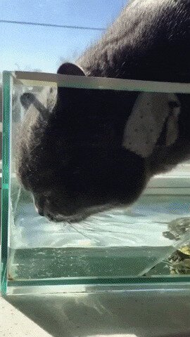 Черепаха - Может и я на что сгожусь