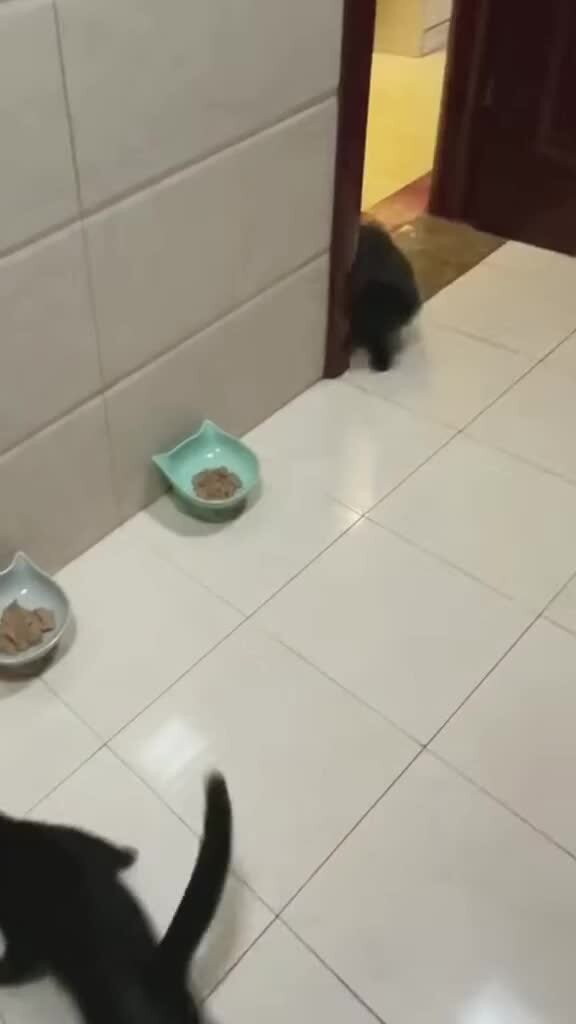 Голодные игры: кошачий дрифт