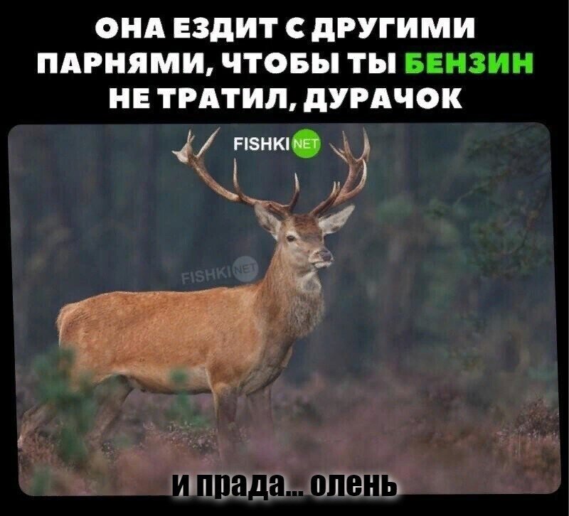 и прада... олень