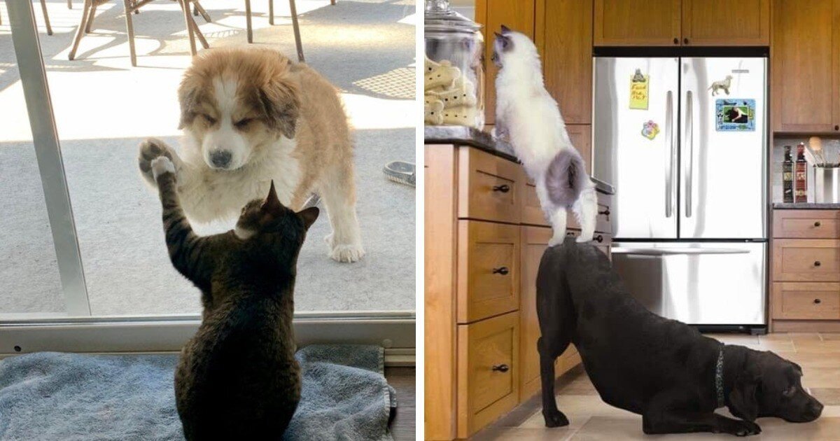 Настоящая дружба между кошкой и&nbsp;собакой