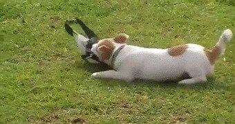 Играют