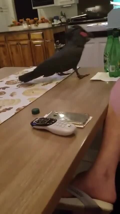 странный кот, что за порода