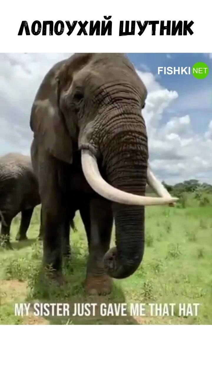 Слон разыграл туристку
