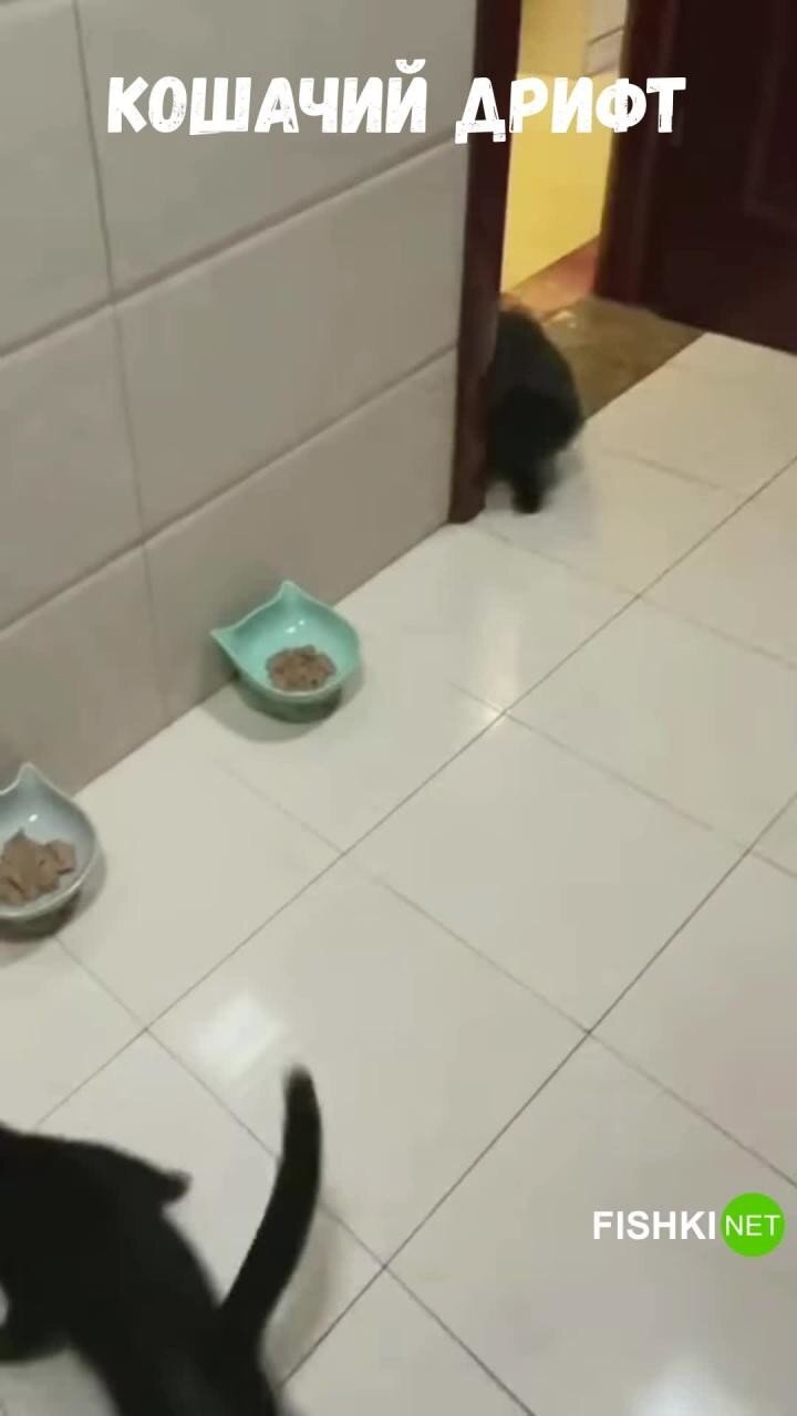 Голодный коты со всех лап спешат к своим мискам