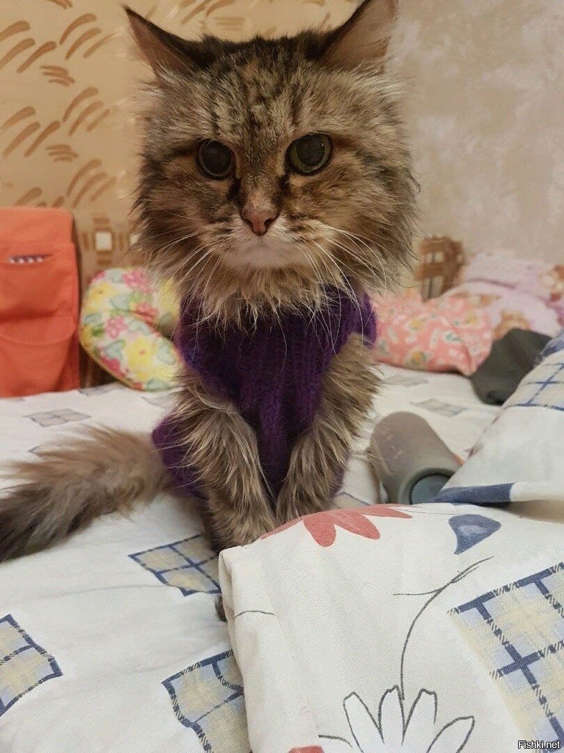 Солянка