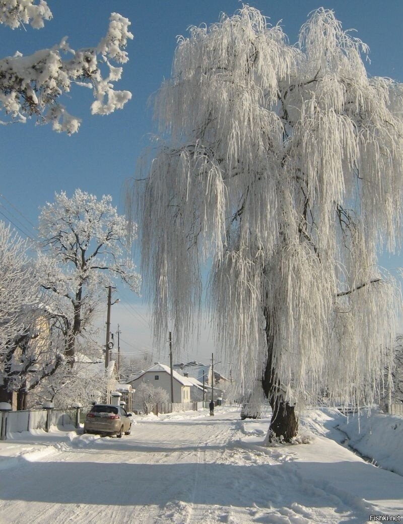 Солянка