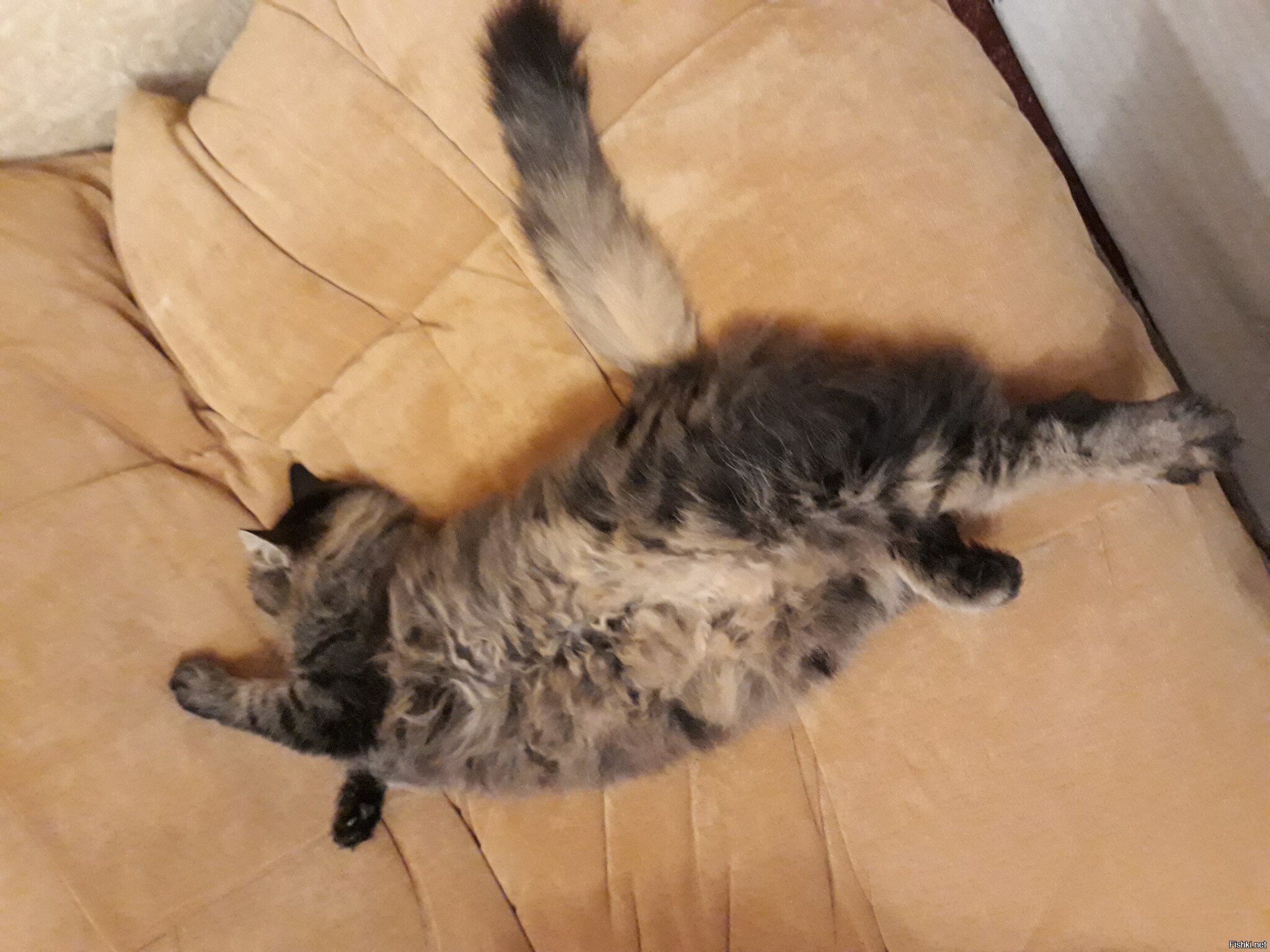 Моя Кошка-Нарушка