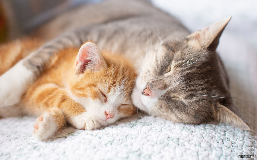 С добрым воскресным утром