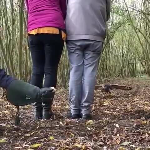 Так ведь крылья можно сломать