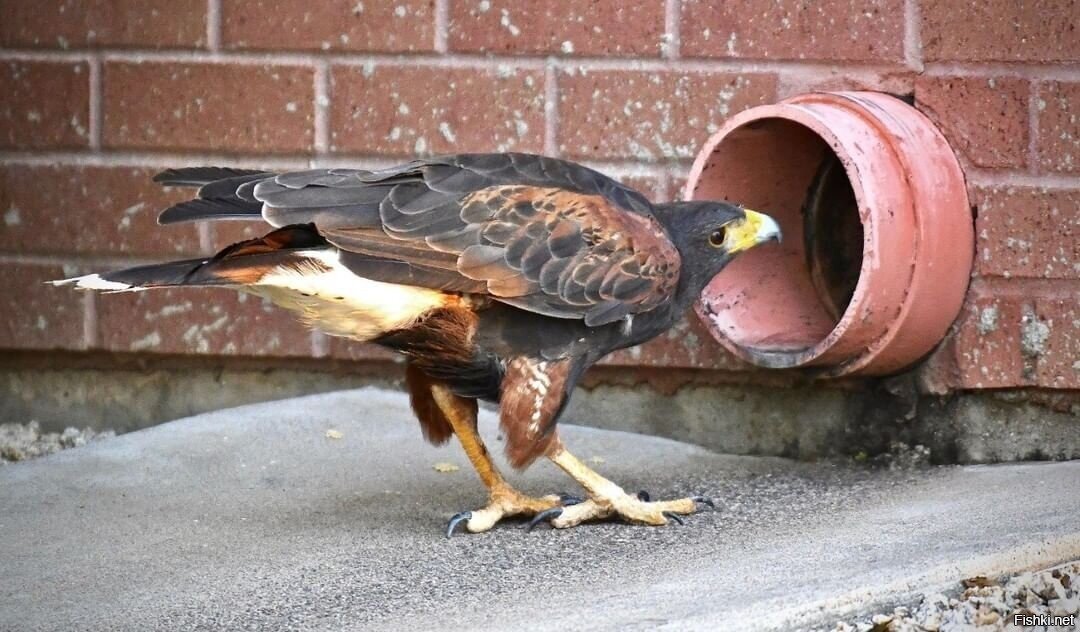 Ястреб загоняет кролика в водосточную трубу, а затем убивает его после 15-мин...