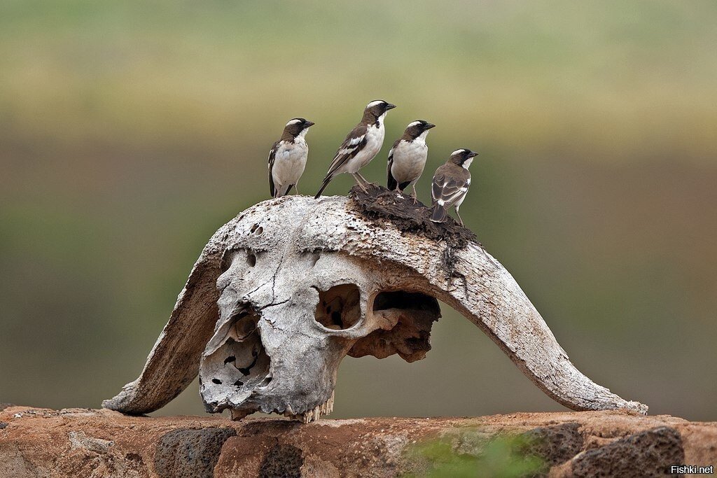 Охота была удачной