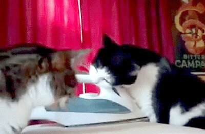 Ну погладьте кота, ну хоть кто-нибудь