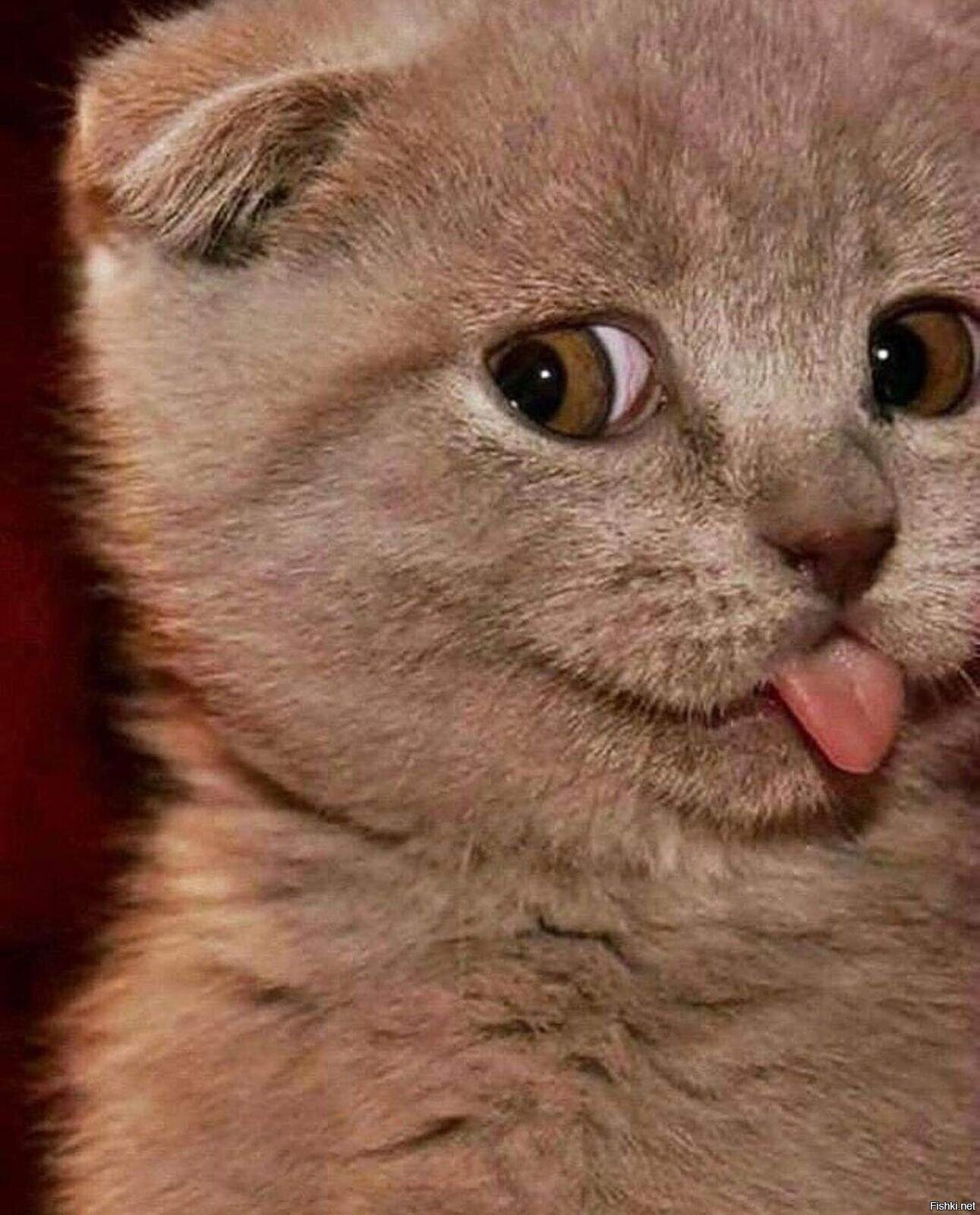 Кличка-Эйнштейн