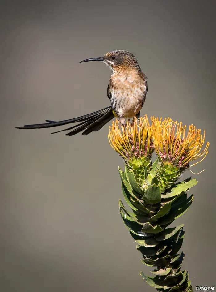Самец капского сахарного медоноса