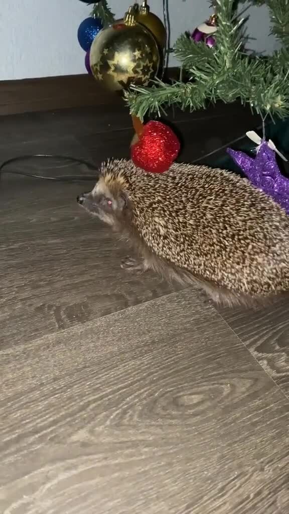 Ёжик и ёлка)