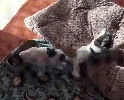 Когда жопка радуется жизни