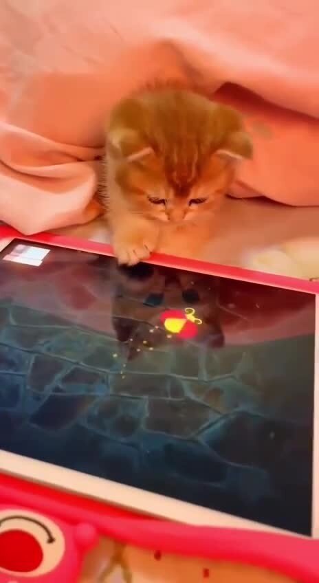 Актуальная игрушка для котёнка)