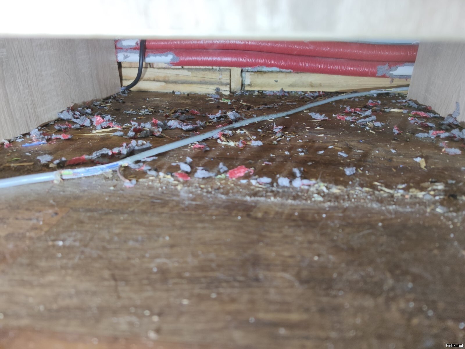 У знакомых дома два кота и собака