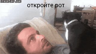 Когда твой кот - стоматолог