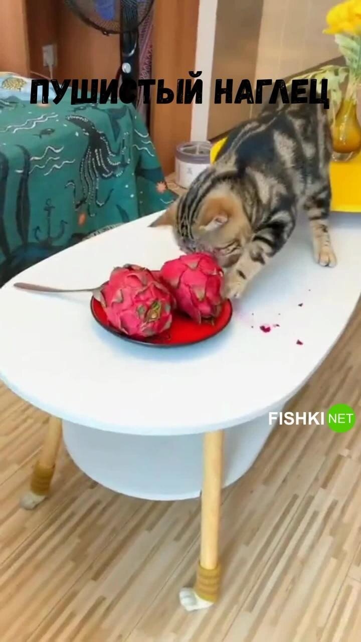 Наглый и вечно голодный кот