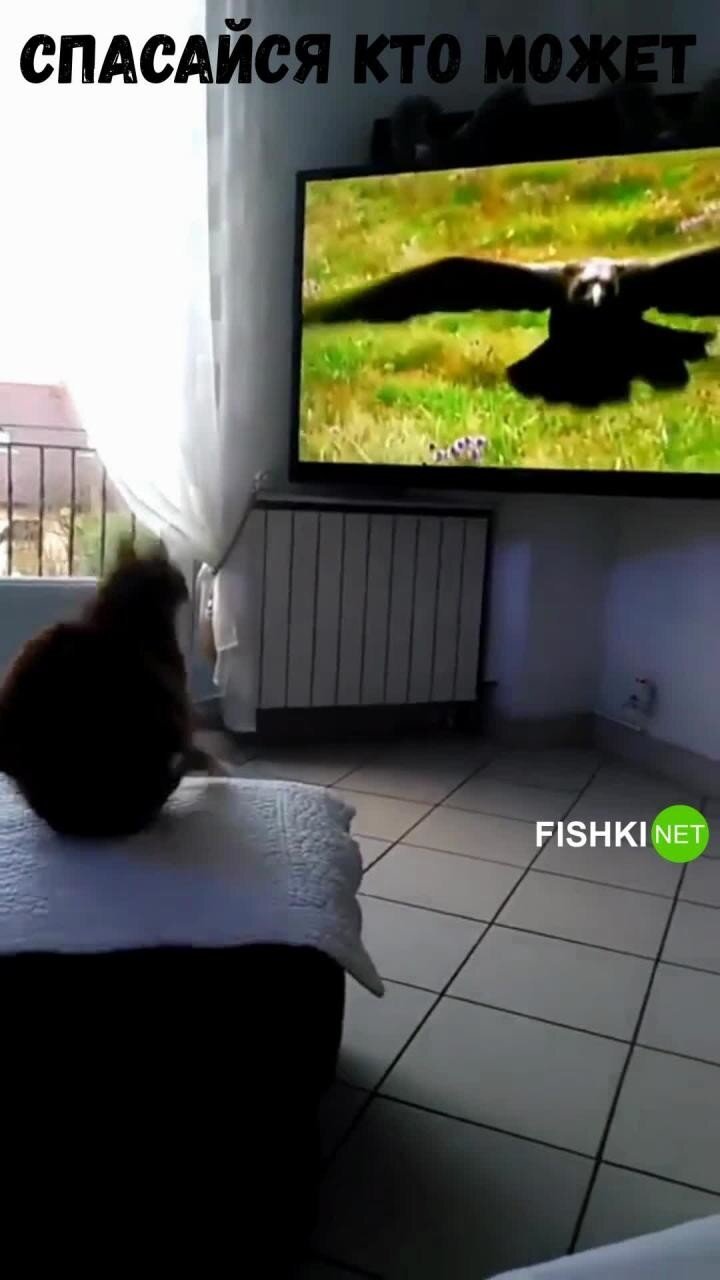 Воздушная тревога: реакция кошки на птицу в телевизоре 