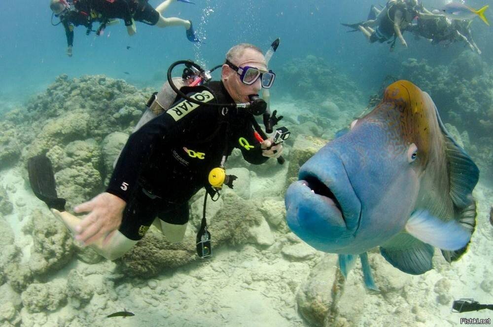 Британские учёные обнаружили, что рыбы пытаются нам что-то сказать при помощи...