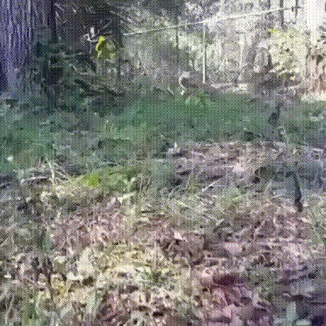 Встретил в подмосковье, кто знает, что за порода собаки